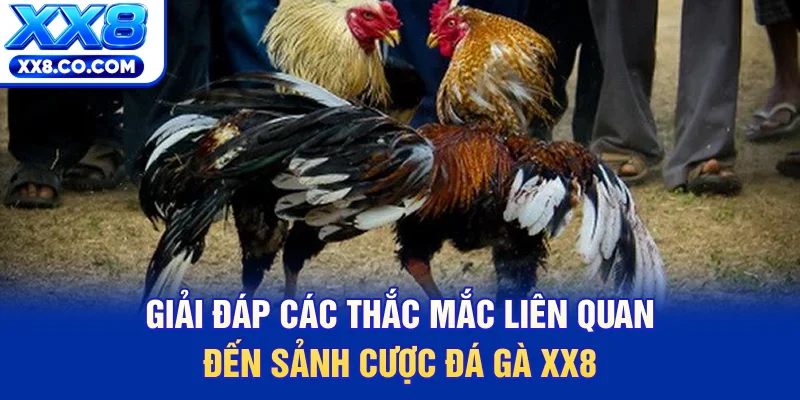 Giải đáp các thắc mắc liên quan đến sảnh cược đá gà XX8