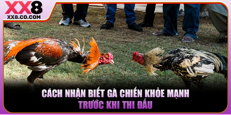 Cách nhận biết gà chiến khỏe mạnh trước khi thi đấu 