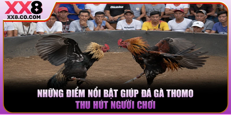 Những điểm nổi bật giúp đá gà Thomo thu hút người chơi 